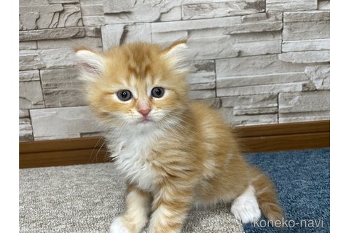 成約済の千葉県のサイベリアン-102539の14枚目
